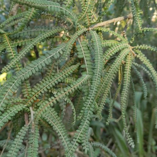 Sophora fulvida other