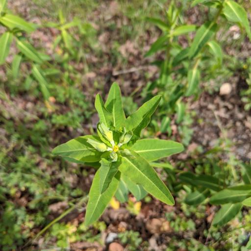 Euphorbia oblongata — houseplant care guide