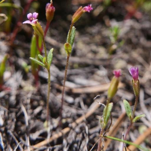 Erythranthe breweri other