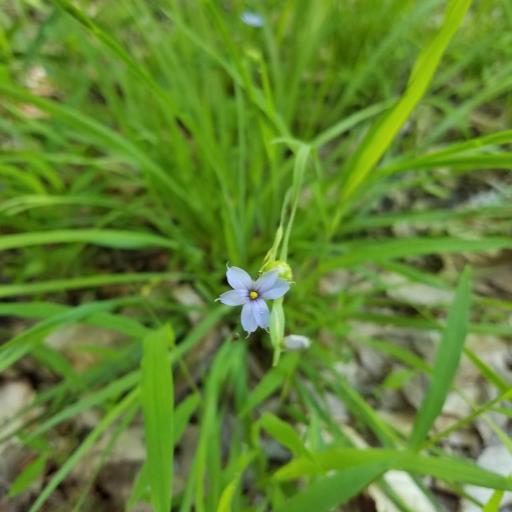 Sisyrinchium atlanticum other