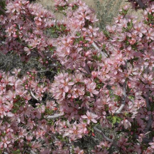 Prunus andersonii other