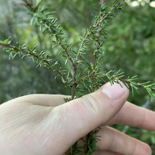 Adenostoma fasciculatum other