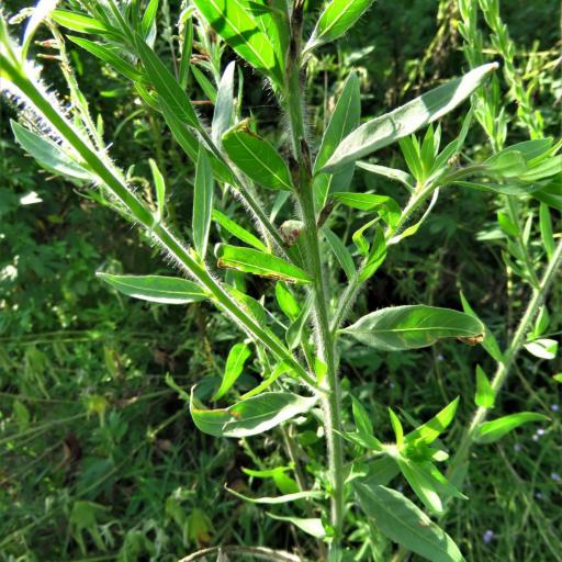 Oenothera curtiflora other