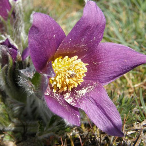 Pulsatilla rubra — search result for 'Pulsatilla'