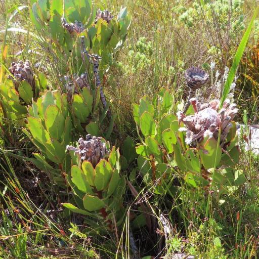 Protea speciosa other