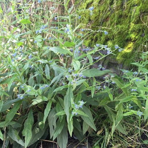 Cynoglossum zeylanicum other