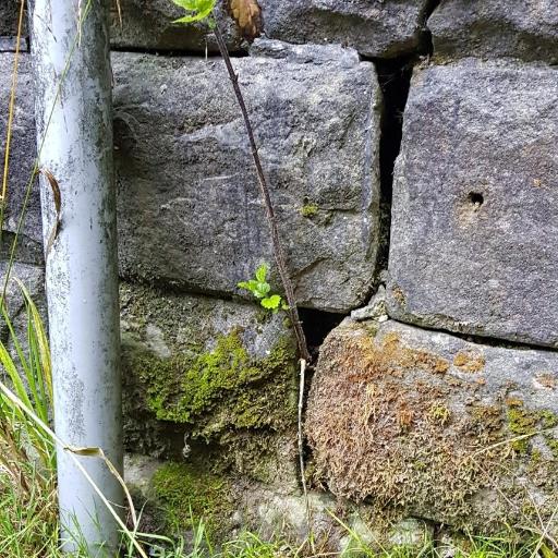 Zygodon viridissimus — houseplant care guide