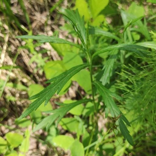Artemisia integrifolia other