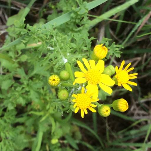 Packera tampicana other