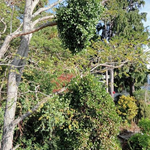 Ileostylus micranthus — houseplant care guide