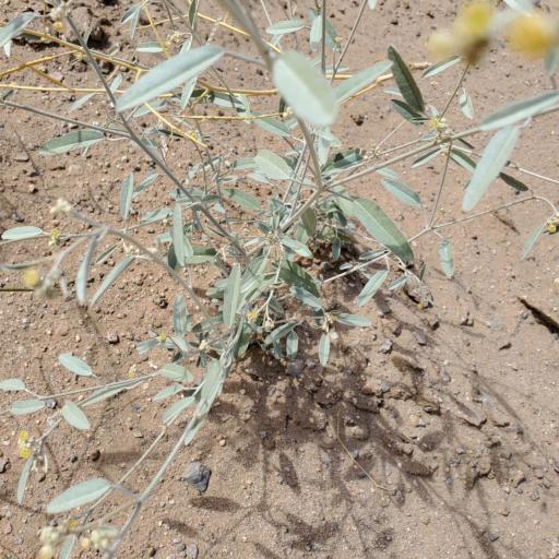 Croton californicus other