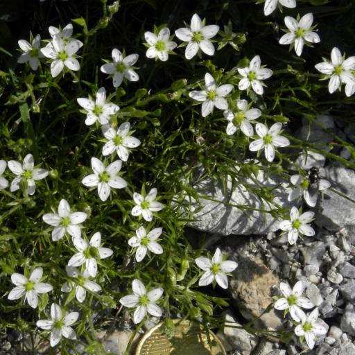 Sabulina verna other