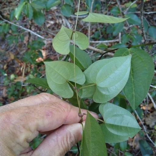 Dioscorea transversa — search result for 'Dioscorea'
