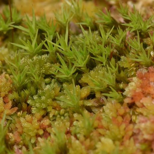 Polytrichum strictum — houseplant care guide