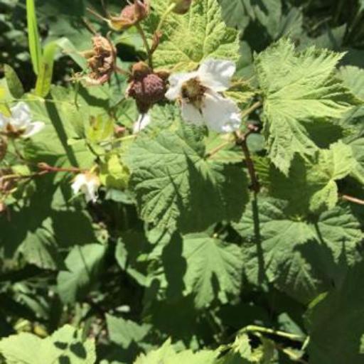 Rubus nutkanus other