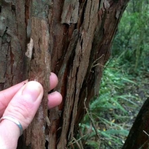 Podocarpus laetus other