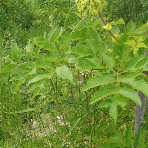 Angelica decurrens other