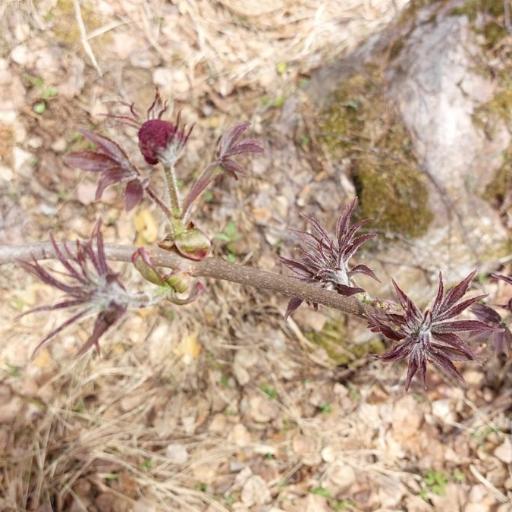 Sambucus sibirica — houseplant care guide