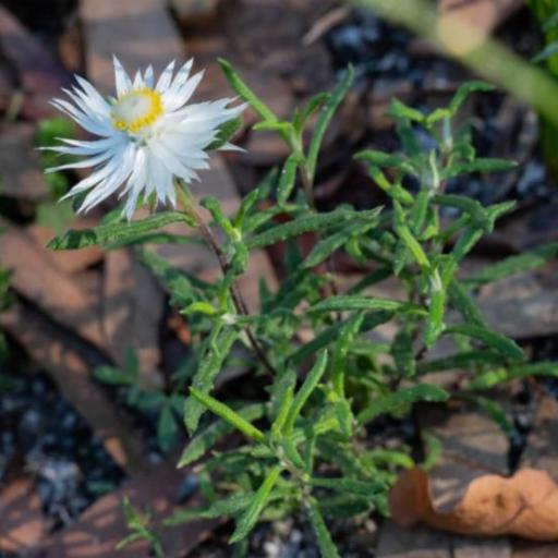 Helichrysum leucopsideum other