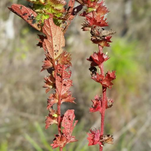 Acalypha gracilens other