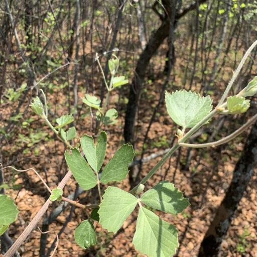 Rhoicissus tridentata other