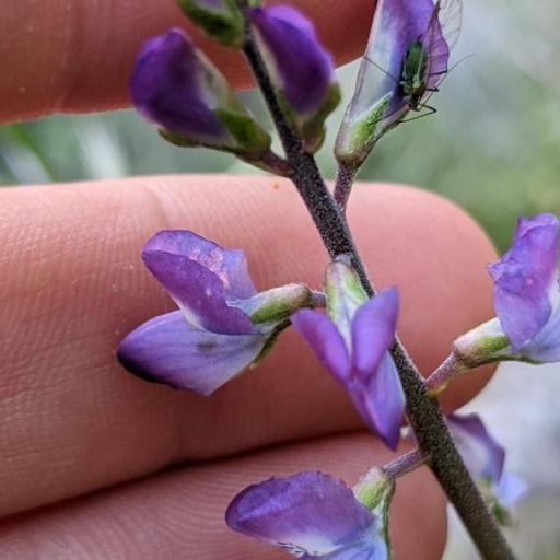 Lupinus truncatus other