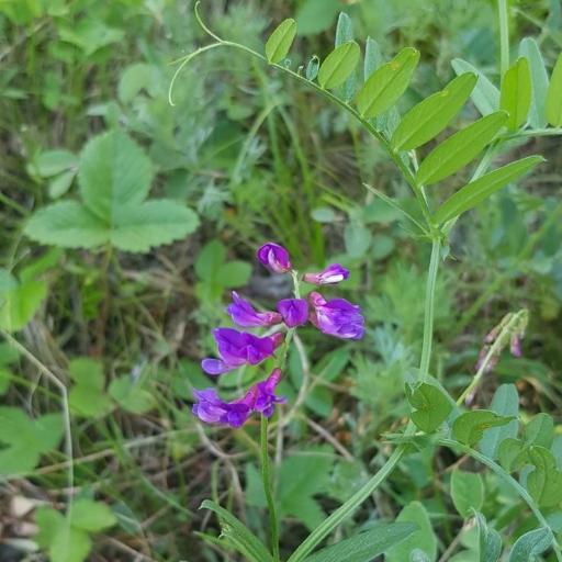 Vicia amoena other