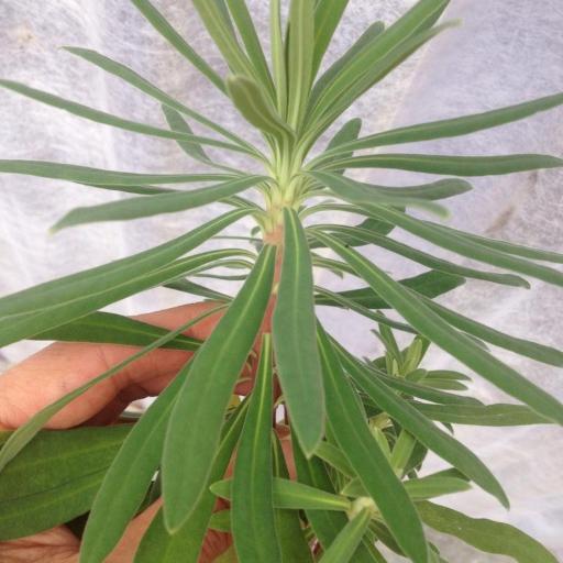 Euphorbia glauca other