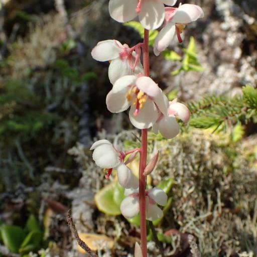 Pyrola grandiflora other