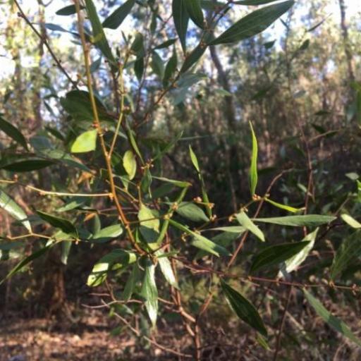 Acacia verniciflua other