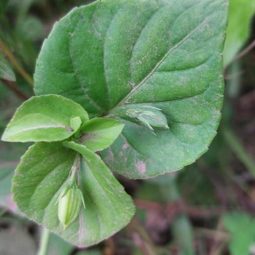 Viola sacchalinensis — houseplant care guide