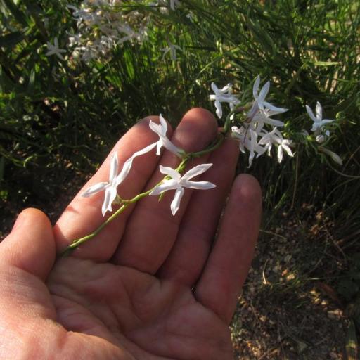 Cyphia volubilis other