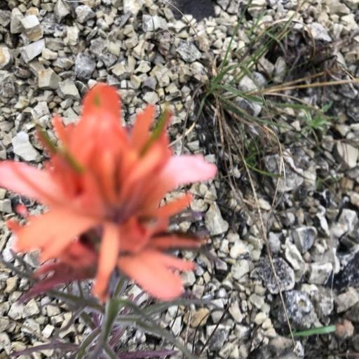 Castilleja lindheimeri other