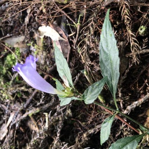 Strobilanthes formosana other
