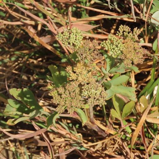 Peucedanum japonicum — houseplant care guide