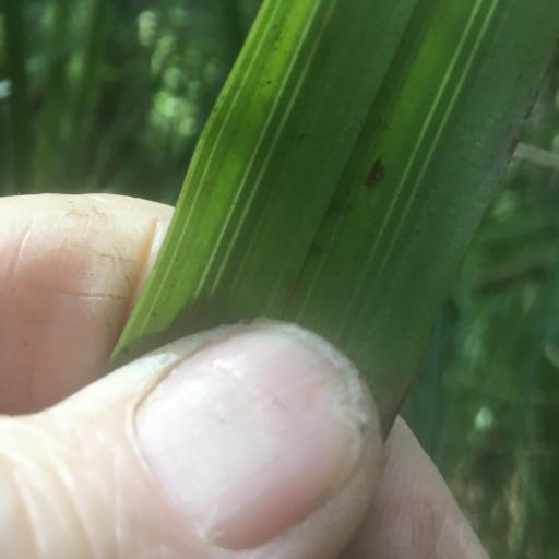 Astelia trinervia — search result for 'Nothofagus'