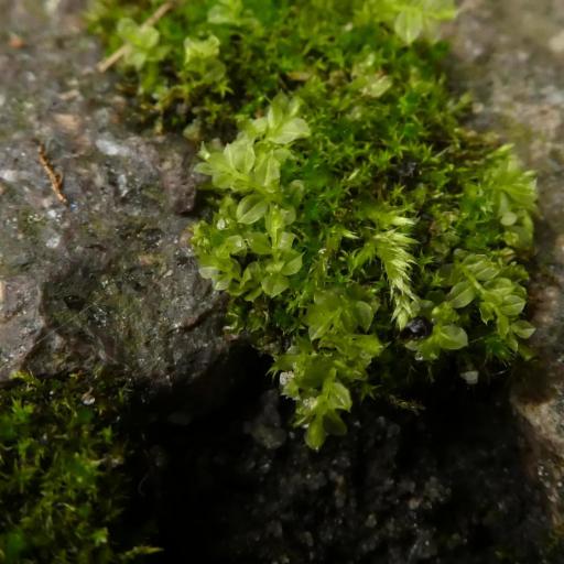 Plagiomnium cuspidatum — houseplant care guide