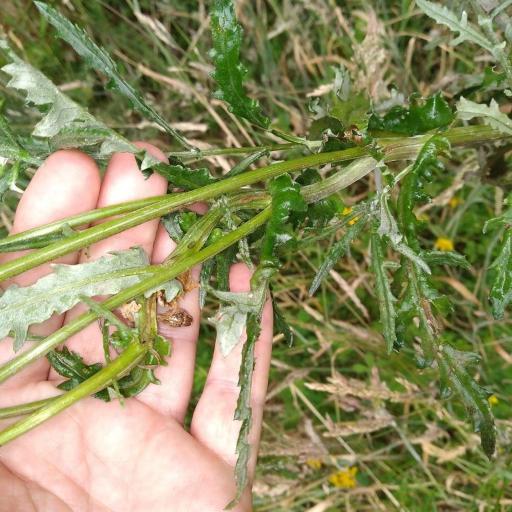 Senecio glomeratus — houseplant care guide