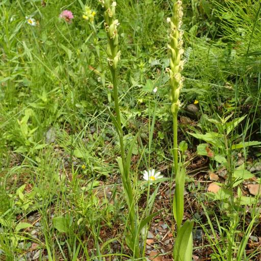 Platanthera huronensis other