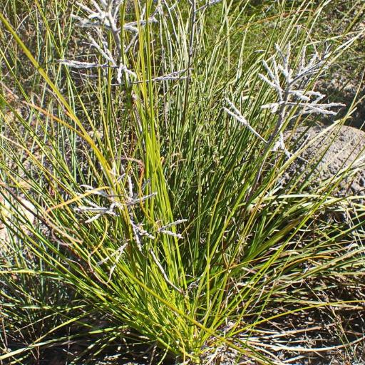 Lanaria lanata other