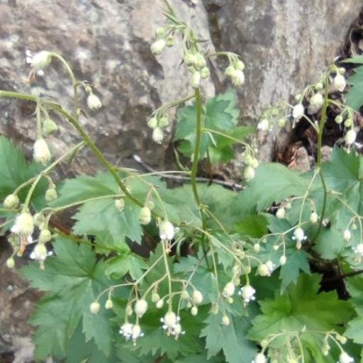 Heuchera glabra — search result for 'Heuchera'