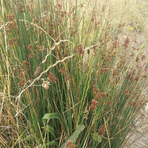 Juncus patens — houseplant care guide