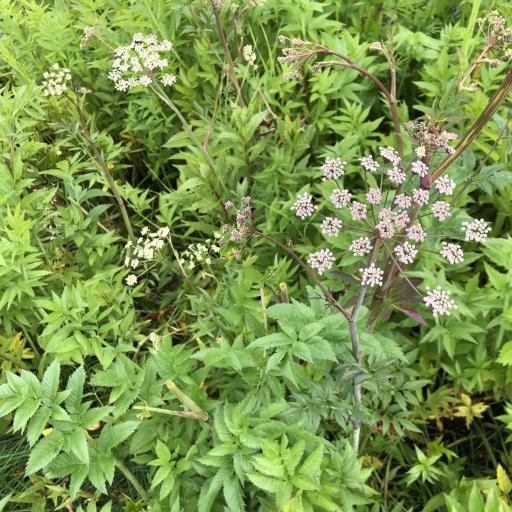 Angelica genuflexa — search result for 'Angelica'