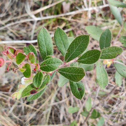 Gaylussacia mosieri other