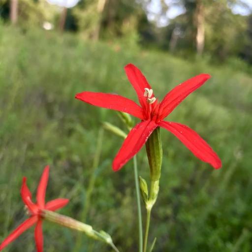 Silene subciliata other