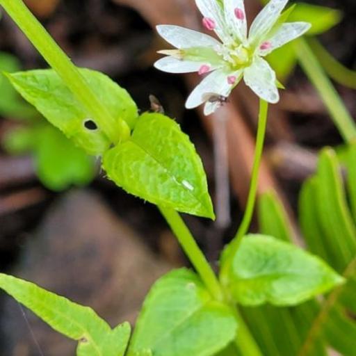 Stellaria flaccida other