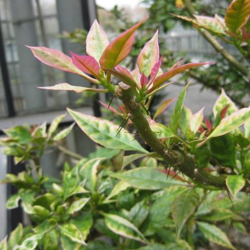 Leuenbergeria bleo — search result for 'Pereskia'