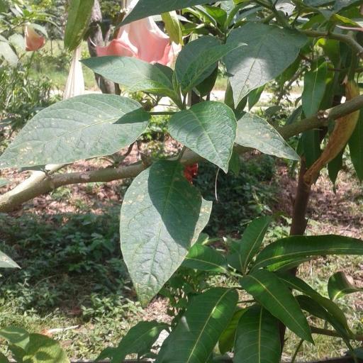Brugmansia insignis other