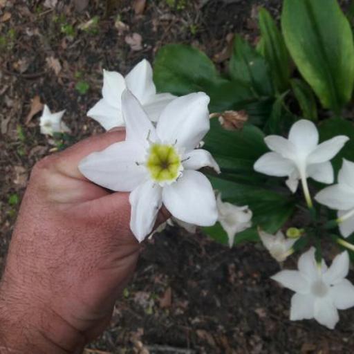 Urceolina amazonica — related species from the same genus