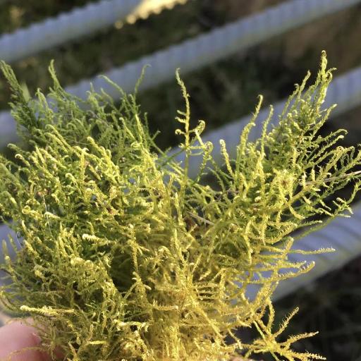 Drepanocladus aduncus — houseplant care guide